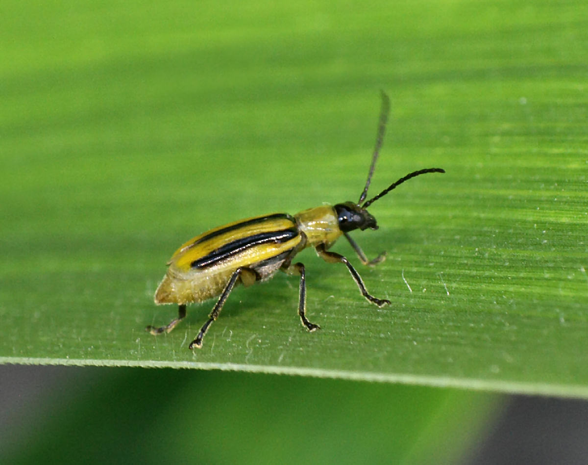 Diabrotica virgifera